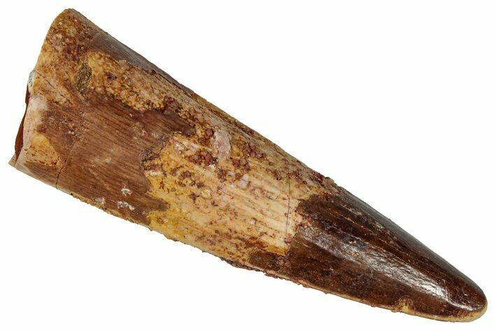 Fossil Spinosaurus Tooth - Real Dinosaur Tooth #360103